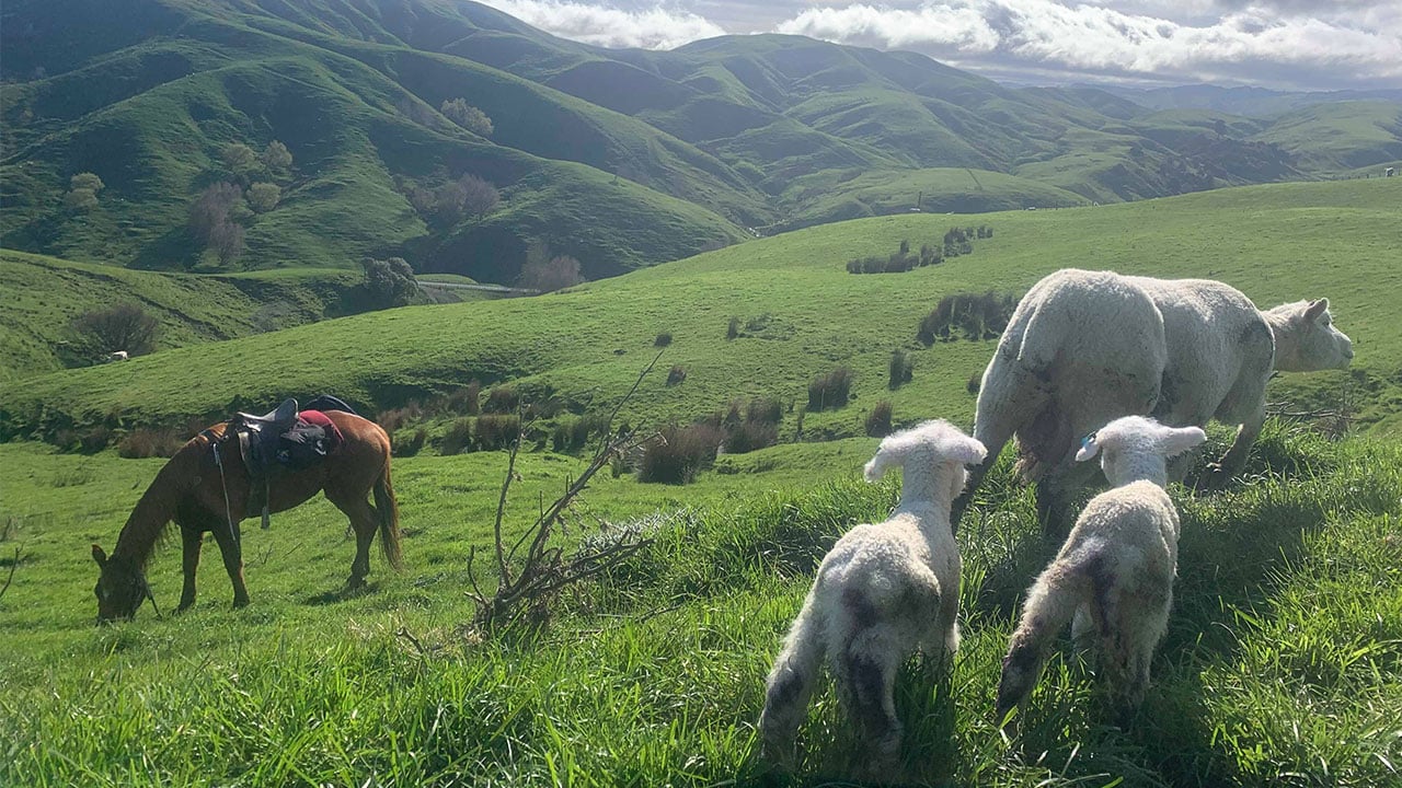 Ewes and lambs in New Zealand