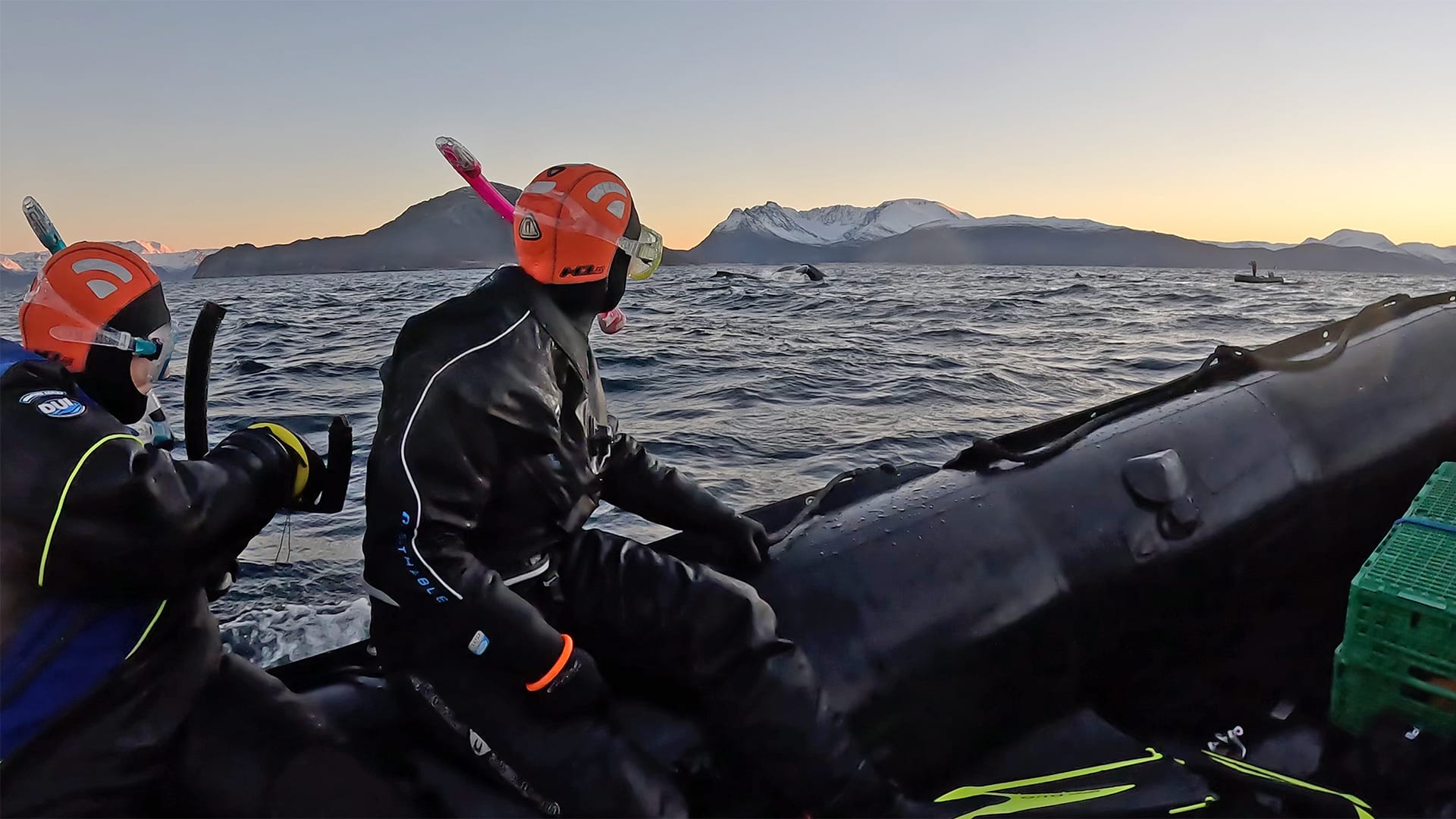 Snorkeling with Orcas above the Arctic Circle Handheld